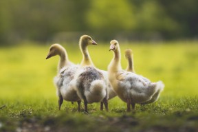 九游jiuyou-印度队2024年世界杯：强攻与反击相结合，技战术不断优化，印度参加世界杯预选赛了吗