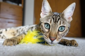 九游娱乐官网 (JIUYOU)-“马科斯·梅特罗的防守技术与速度，为美洲狮队提供全方位保障”