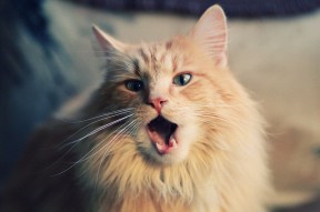 九游娱乐APP-运动科技助力极限项目数据建模实现突破，运动系统建模