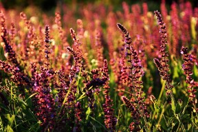 九游娱乐官网 (jiuyou)-国际乒联混合团体世界杯：德国队如何布局未来十年发展，2021德国乒乓球队