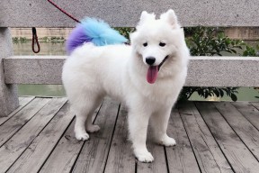 九游app下载中心-球员整体年龄偏小，经验不足是短板，球员年龄低于23岁