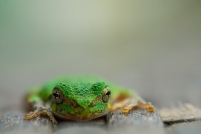 九游网页版官网-LCK季后赛名额之争白热化比赛观赏性极强