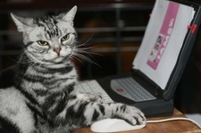 九游游戏中心官网-“新都垒球赛：决胜局来临，金牌归属悬而未决”