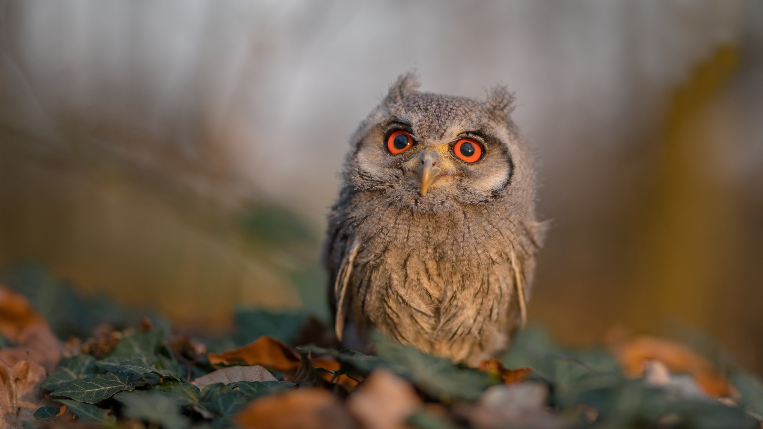 “电动冲浪:马鞍山赛场带来前所未有的水上竞速体验”
