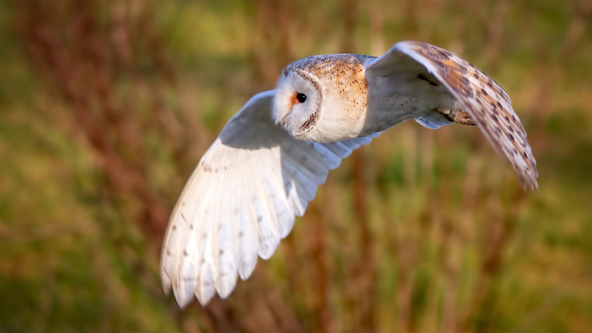 新加坡乒乓未来发展:如何在国际乒乓大赛中巩固自身地位,新加坡乒乓球世界冠军