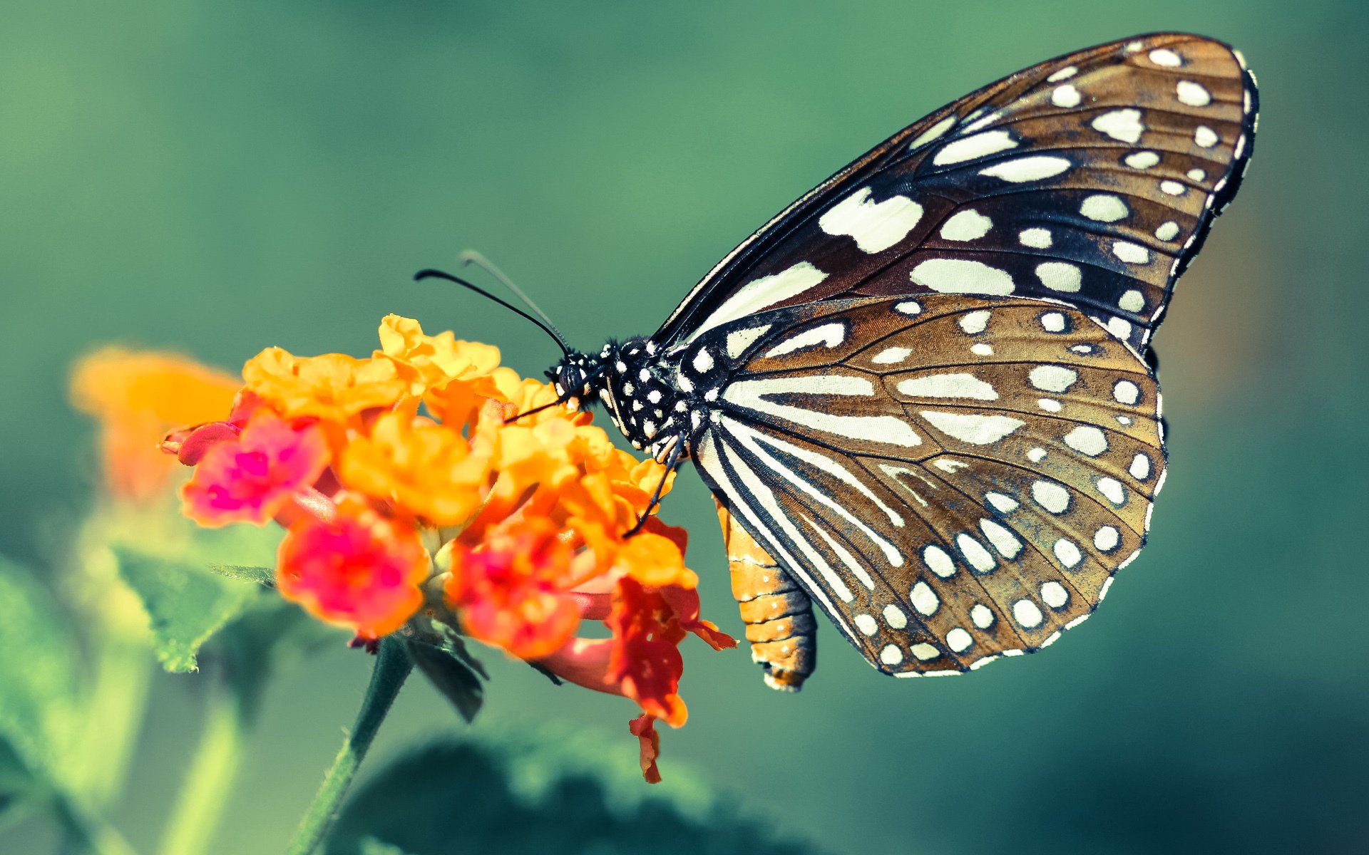 澳男队蝉联自由泳接力奖牌,奥运会男子自由泳接力