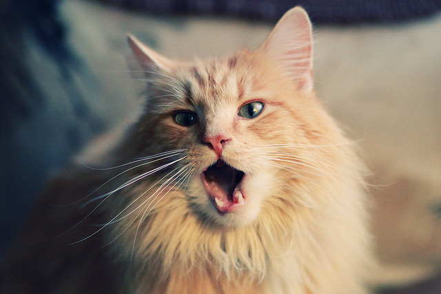 运动科技助力极限项目数据建模实现突破,运动系统建模