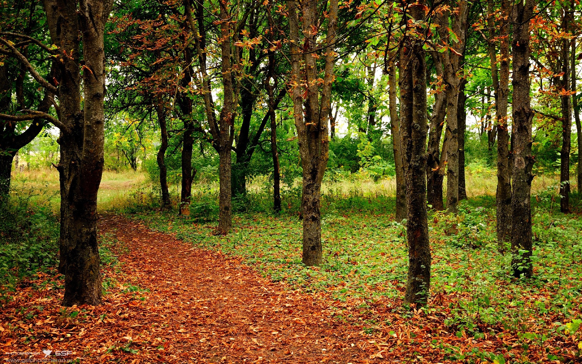 “亚戈·卡尔曼:阿根廷美洲狮队的决胜武器,未来值得期待”