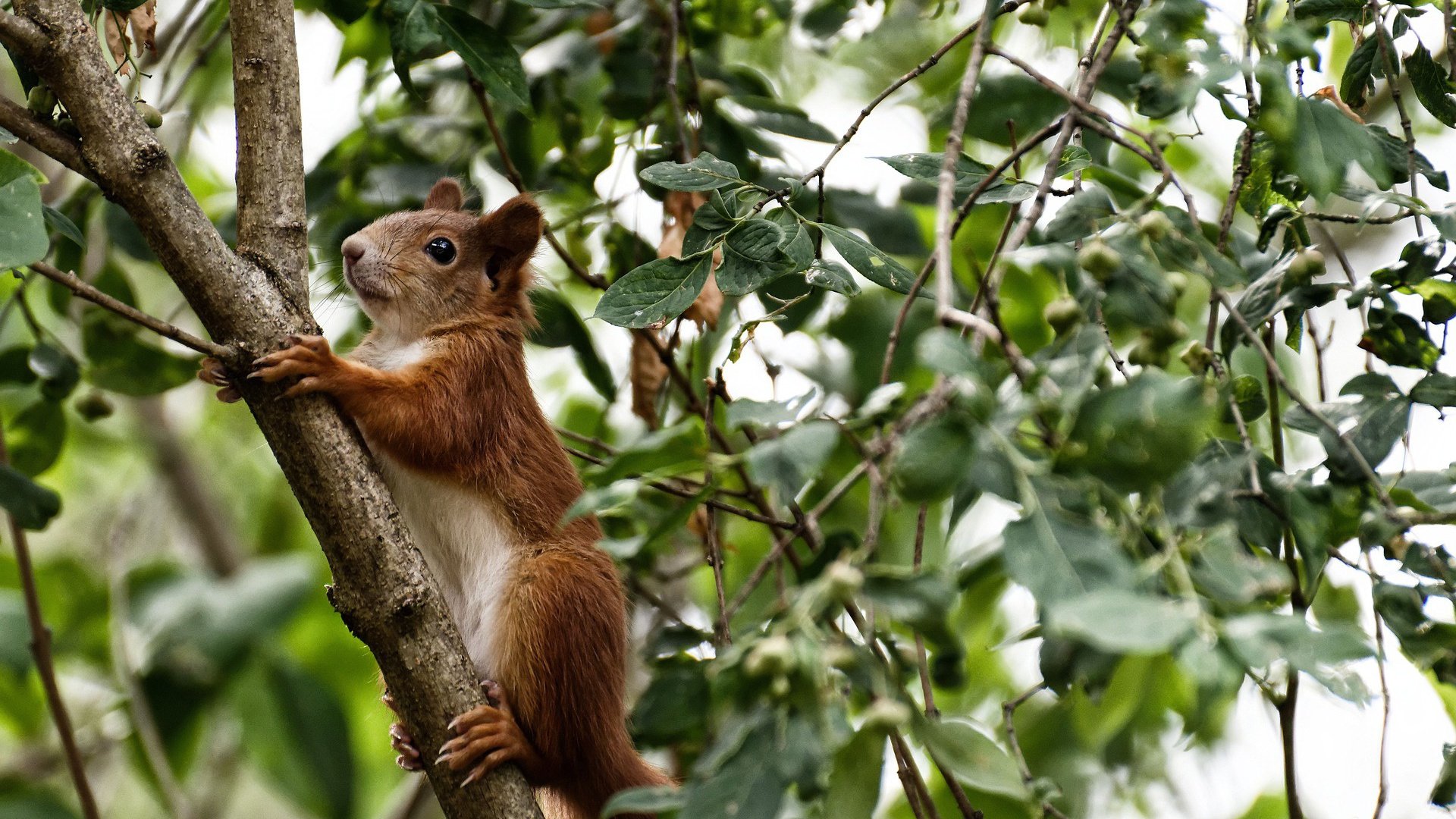 “尼古拉斯·桑特基的精确传球与战术视野,为阿根廷美洲狮队带来优势”