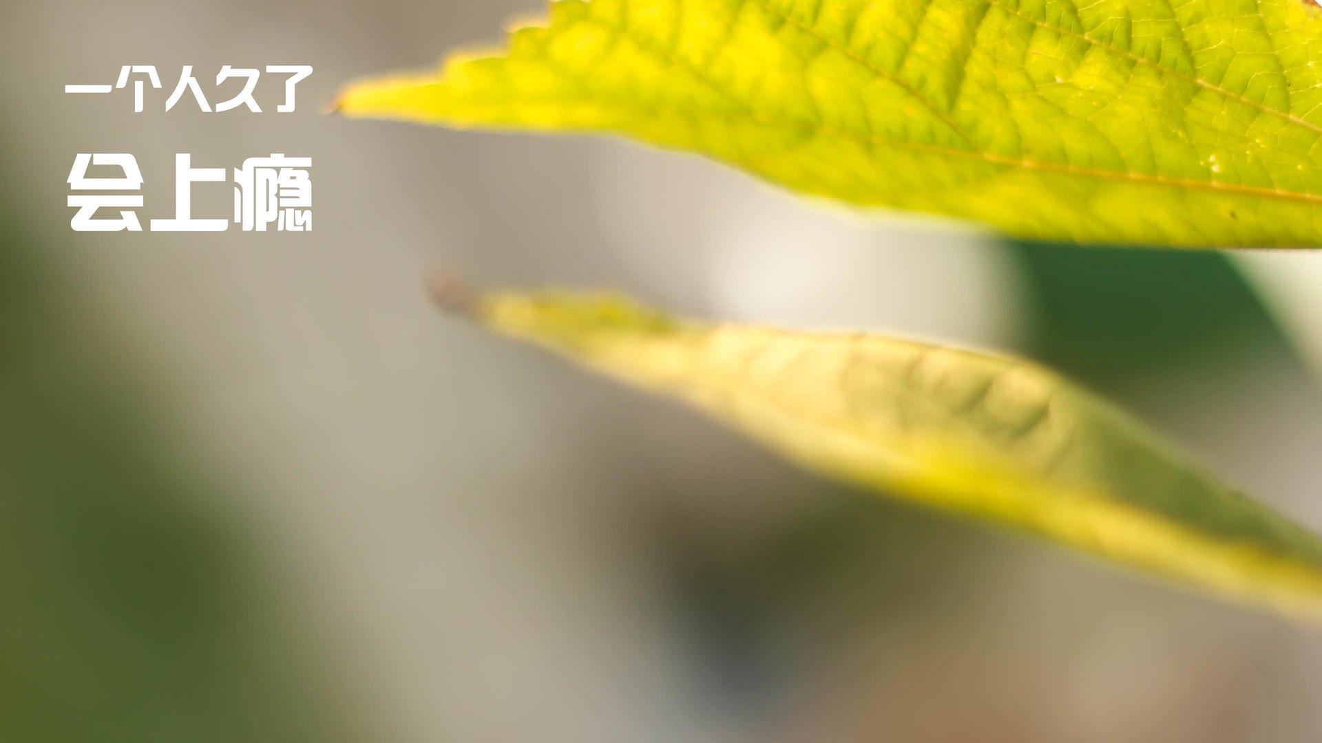 “尼古拉斯·桑特基的精确传球与战术视野,为阿根廷美洲狮队带来优势”