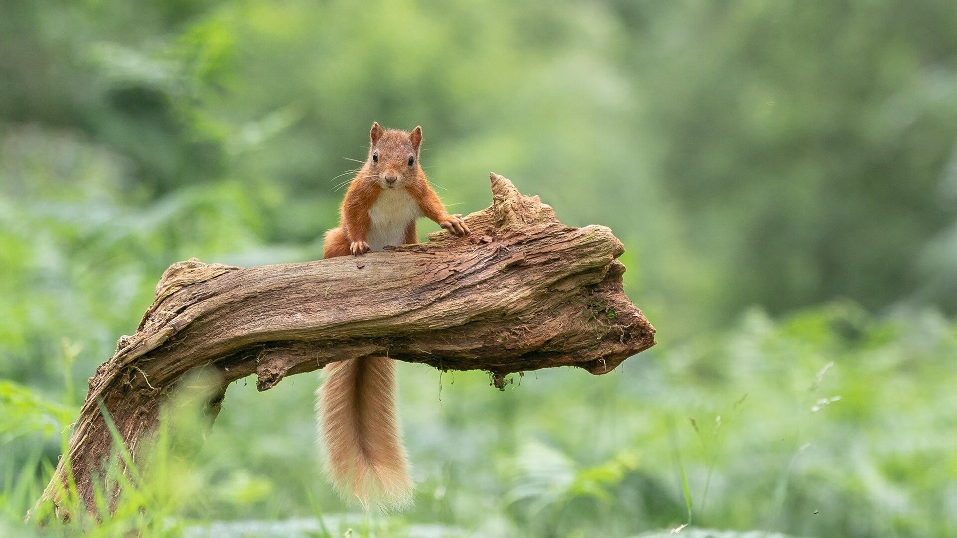 中国足球联赛赛场安全保障措施升级,全国足球赛区安全秩序规定