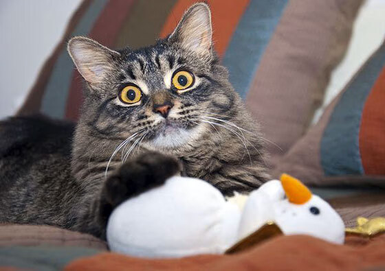 凯瑟琳·伯科夫女子50米仰泳决赛表现稳健,女子50米仰泳世界纪录多少