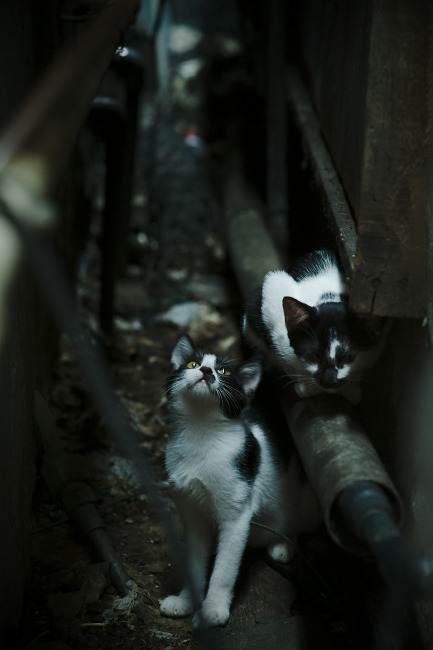 帕利斯特女子800米自由泳赛场亮点,女子800米自由泳2011