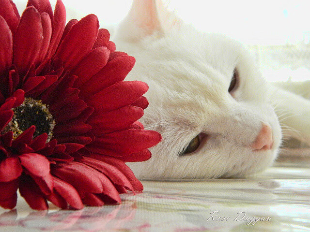 曼联在主场爆冷战胜劲敌,积分榜上升新高度