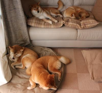 羽毛球专项力量训练课程开始推广,羽毛球专项素质训练课