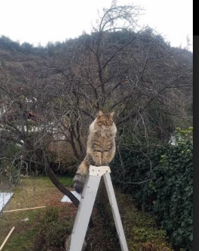 中国足球运动员饮食营养优化,足球运动员的饮食食谱